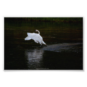 Trumpeter Swan Foto Afdruk
