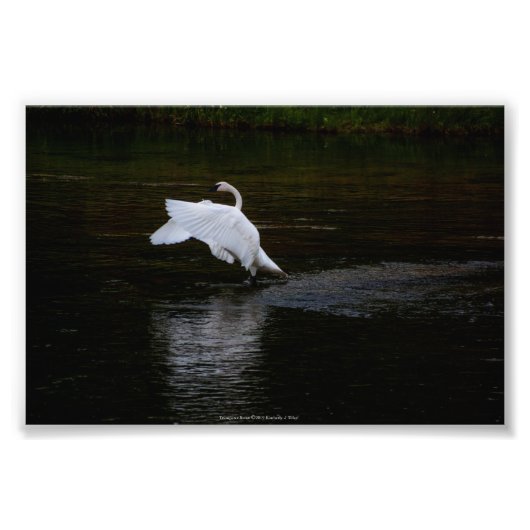 Trumpeter Swan Foto Afdruk (Voorkant)
