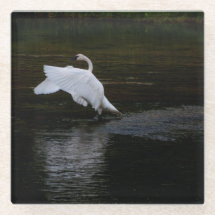 Trumpeter Swan Glazen Onderzetter