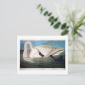 Trumpeter Swan, John James Audubon Fine Art Briefkaart (Staand voorkant)