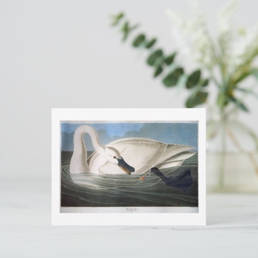 Trumpeter Swan, John James Audubon Fine Art Briefkaart (Staand voorkant)