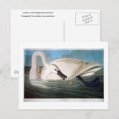 Trumpeter Swan, John James Audubon Fine Art Briefkaart (Voorkant / Achterkant)