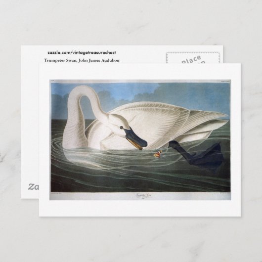 Trumpeter Swan, John James Audubon Fine Art Briefkaart (Voorkant / Achterkant)