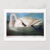 Trumpeter Swan, John James Audubon Fine Art Briefkaart (Voorkant)