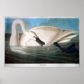 Trumpeter Swan, John James Audubon Poster (Voorkant)