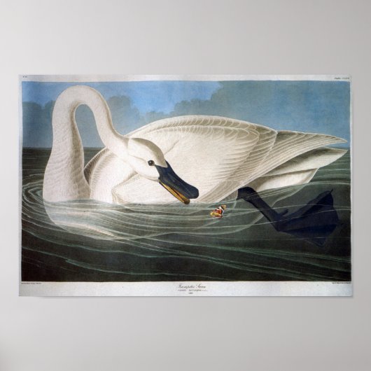 Trumpeter Swan, John James Audubon Poster (Voorkant)
