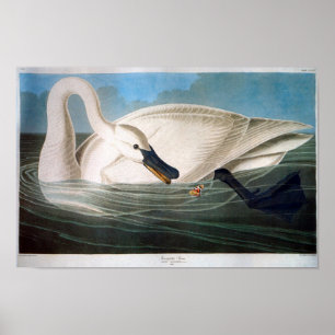 Trumpeter Swan, John James Audubon Poster