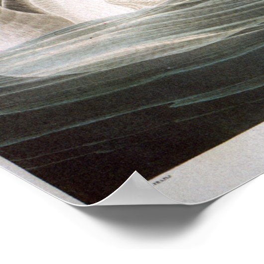 Trumpeter Swan, John James Audubon Poster (Hoek)