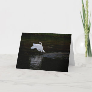 Trumpeter Swan Kaart