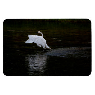 Trumpeter Swan Magneet