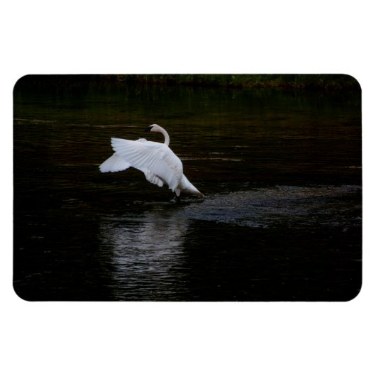 Trumpeter Swan Magneet (Horizontaal)