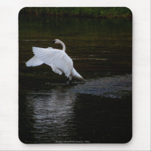 Trumpeter Swan Muismat