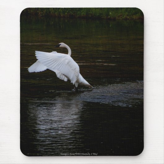 Trumpeter Swan Muismat (Voorkant)