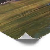 Trumpeter Swan Poster (Hoek)