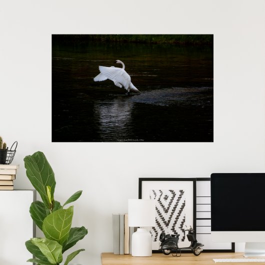 Trumpeter Swan Poster (Thuiskantoor)