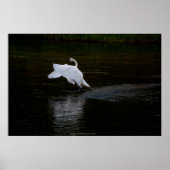 Trumpeter Swan Poster (Voorkant)