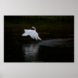 Trumpeter Swan Poster