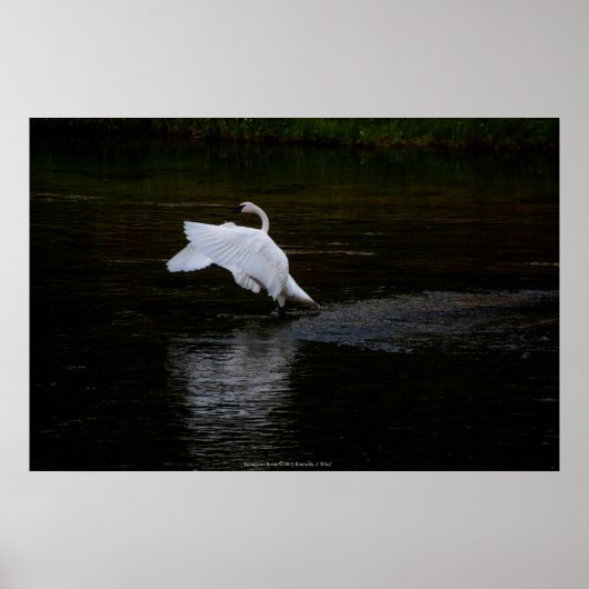 Trumpeter Swan Poster (Voorkant)