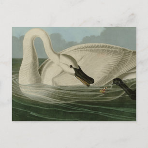 Trumpeter Swan - uit Audubon's Birds of America Briefkaart