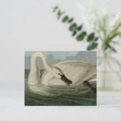 Trumpeter Swan - uit Audubon's Birds of America Briefkaart (Staand voorkant)