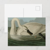 Trumpeter Swan - uit Audubon's Birds of America Briefkaart (Voorkant / Achterkant)