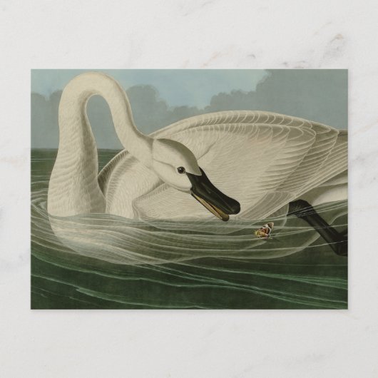 Trumpeter Swan - uit Audubon's Birds of America Briefkaart (Voorkant)