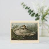 Trumpeter Swan - uit Audubon's Birds of America Briefkaart (Staand voorkant)