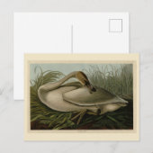 Trumpeter Swan - uit Audubon's Birds of America Briefkaart (Voorkant / Achterkant)