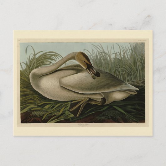 Trumpeter Swan - uit Audubon's Birds of America Briefkaart (Voorkant)