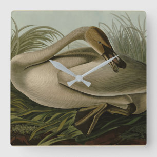 Trumpeter Swan - uit Audubon's Birds of America Vierkante Klok