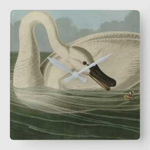 Trumpeter Swan - uit Audubon's Birds of America Vierkante Klok