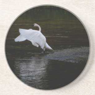 Trumpeter Swan Zandsteen Onderzetter