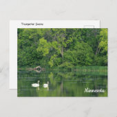 Trumpeter Swans-Briefkaart Briefkaart (Voorkant / Achterkant)