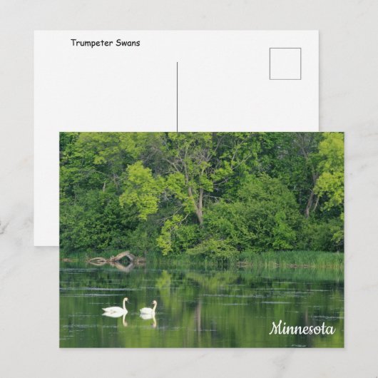 Trumpeter Swans-Briefkaart Briefkaart (Voorkant / Achterkant)
