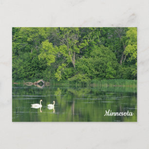 Trumpeter Swans-Briefkaart Briefkaart