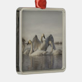 Trumpeter Swans in the Madison River Metalen Ornament (Rechts)