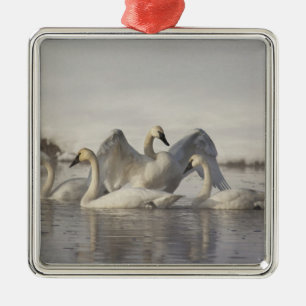 Trumpeter Swans in the Madison River Metalen Ornament