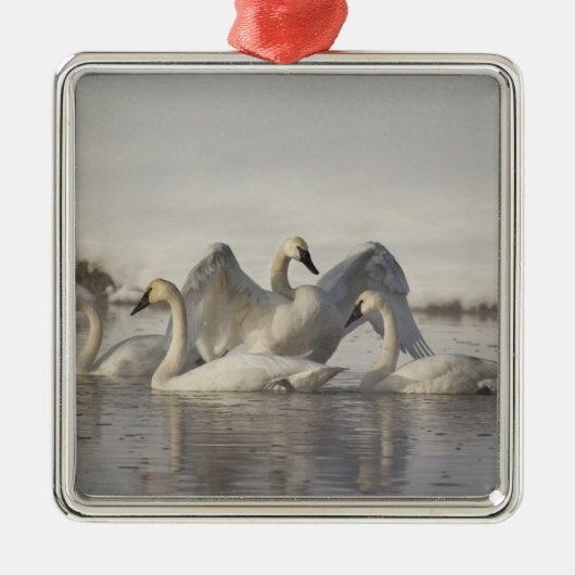 Trumpeter Swans in the Madison River Metalen Ornament (Voorkant)