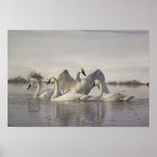 Trumpeter Swans in the Madison River Poster