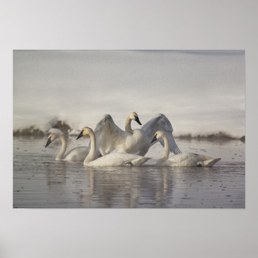 Trumpeter Swans in the Madison River Poster (Voorkant)