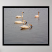 Trumpeter Swans-Poster Poster (Voorkant)