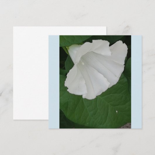 Trumpetvormige witte bloem kaart (Voorkant / Achterkant)