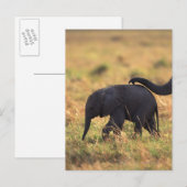 Trunk van olifanten die de nakomelingen raken, Ken Briefkaart (Voorkant / Achterkant)