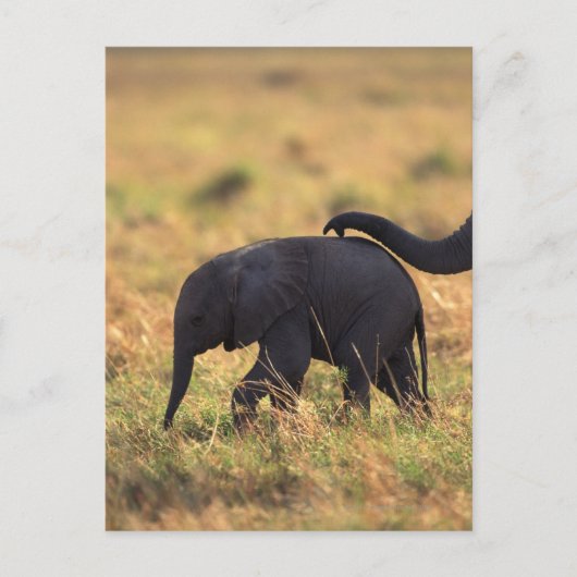 Trunk van olifanten die de nakomelingen raken, Ken Briefkaart (Voorkant)
