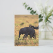 Trunk van olifanten die de nakomelingen raken, Ken Briefkaart (Staand voorkant)