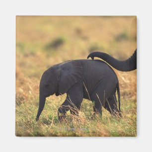 Trunk van olifanten die de nakomelingen raken, Ken Magneet