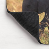 Trunk van olifanten die de nakomelingen raken, Ken Muismat (Hoek)