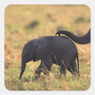 Trunk van olifanten die de nakomelingen raken, Ken Vierkante Sticker