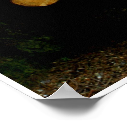 Trunks by Johannes Stötter Poster (Hoek)