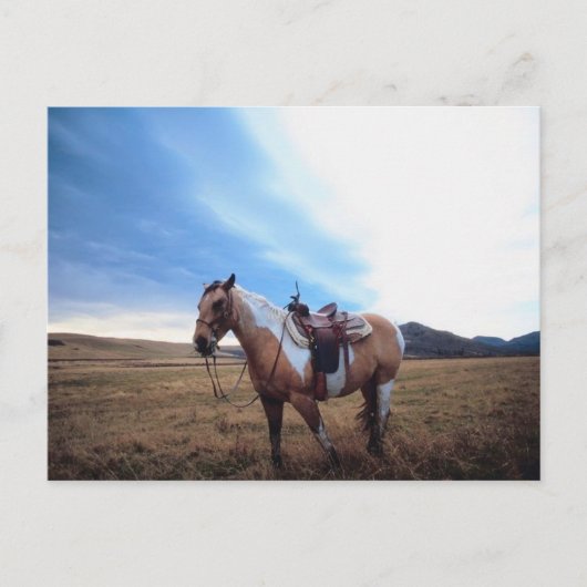 Trusted Steed Briefkaart (Voorkant)